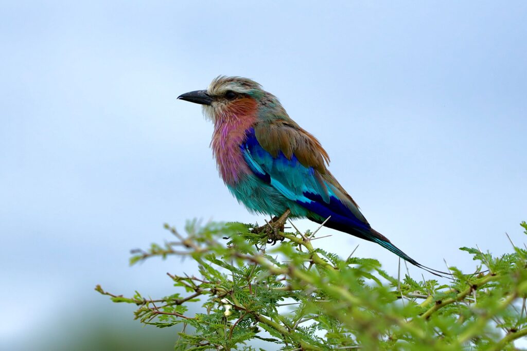 Close-up of a vibrant lilac-breasted roller perched on a branch under a clear blue sky.